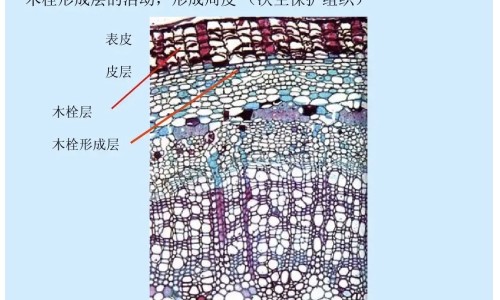 罗汉松叶的功效与作用网 :分享罗汉松叶子泡水喝的功效-罗汉松叶的功效与作用知识